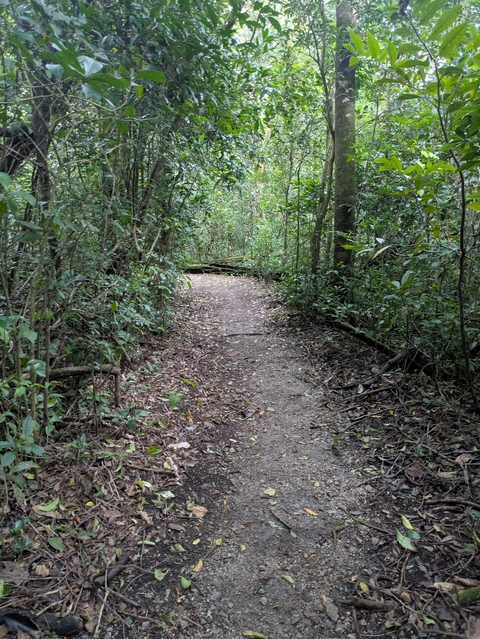       Forest path surrounded by dense greenery.
  