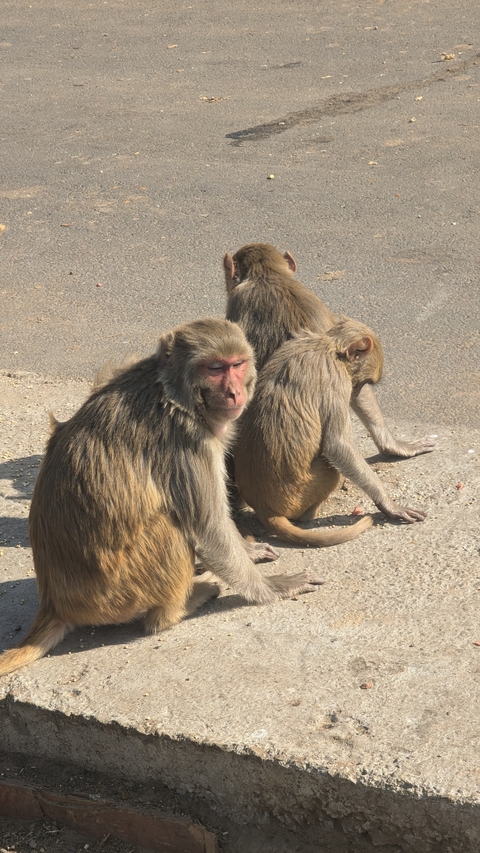       Three monkeys sitting on the ground.
  