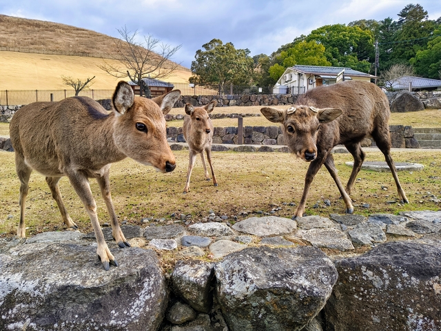 Three deer standing in a grassy area.