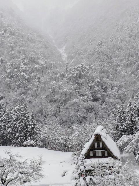 Dense snowy forest.