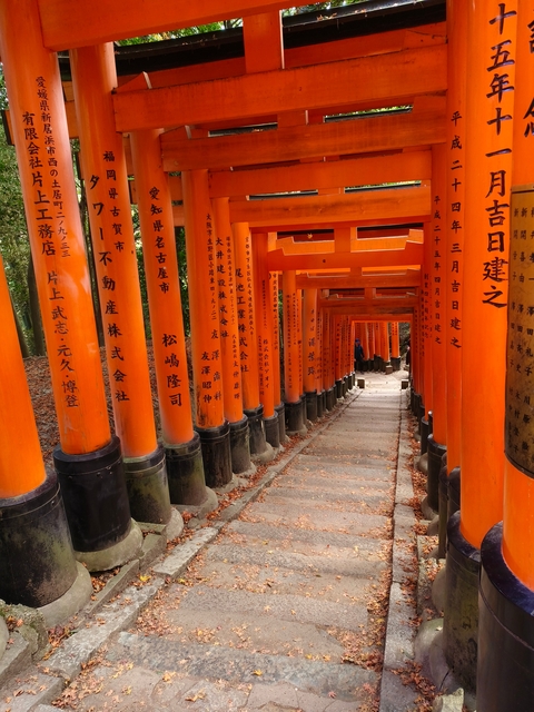 Pathway lined with vibrant orange torii gates.