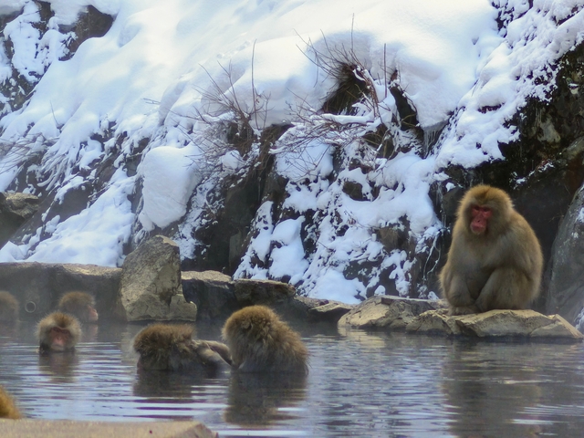 Snow monkeys bathing in a hot spring.