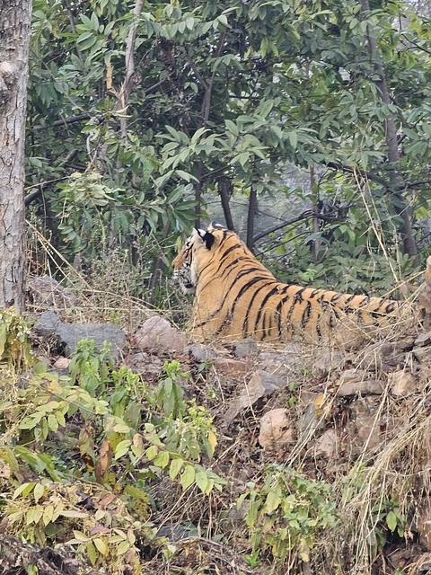       A tiger resting among trees and rocks.
  