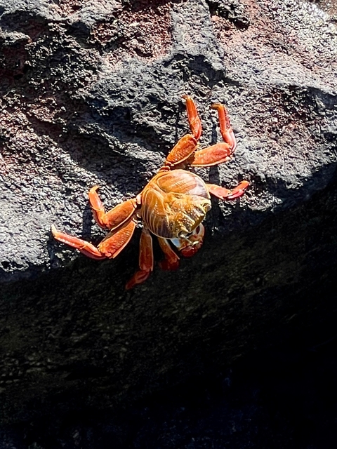       Photo d'avis client sur Le meilleur de l'Équateur 
  