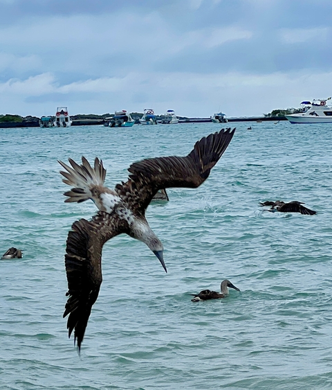       Bird with wings spread flying over a body of water with boats in the background.
  