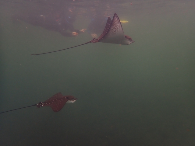       Underwater photo of two manta rays swimming.
  