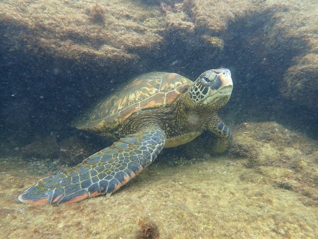       Underwater photo of a sea turtle on a rocky surface.
  