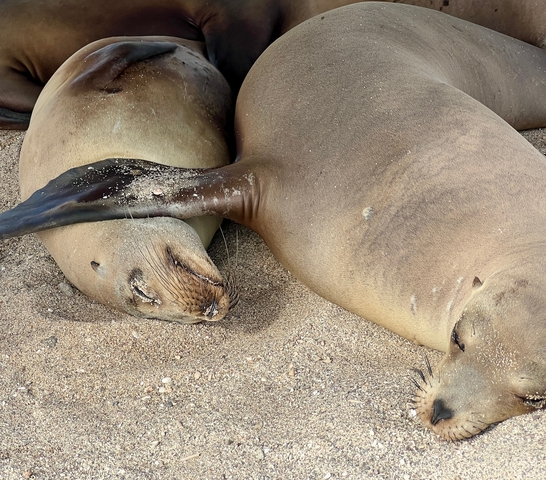       Two sea lions lying on a sandy beach.
  