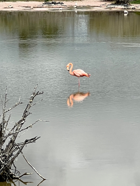       Lone pink flamingo in a lake with its reflection visible.
  