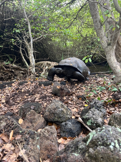       Large tortoise walking through a leafy forest path.
  
