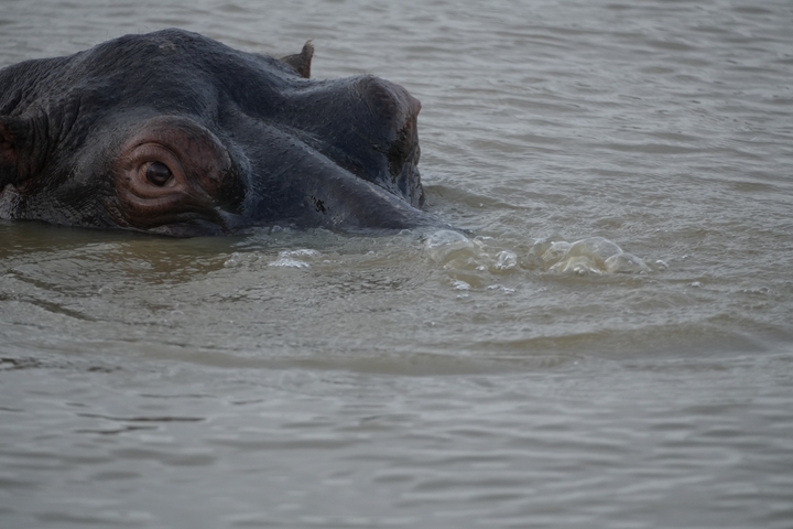       Hippo partially submerged in water with eyes visible.
  