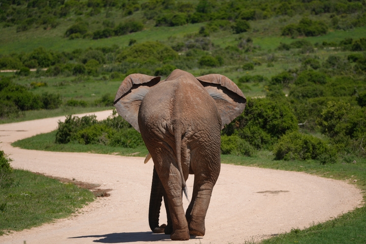       Rear view of an elephant walking down a dirt path in a green landscape.
  