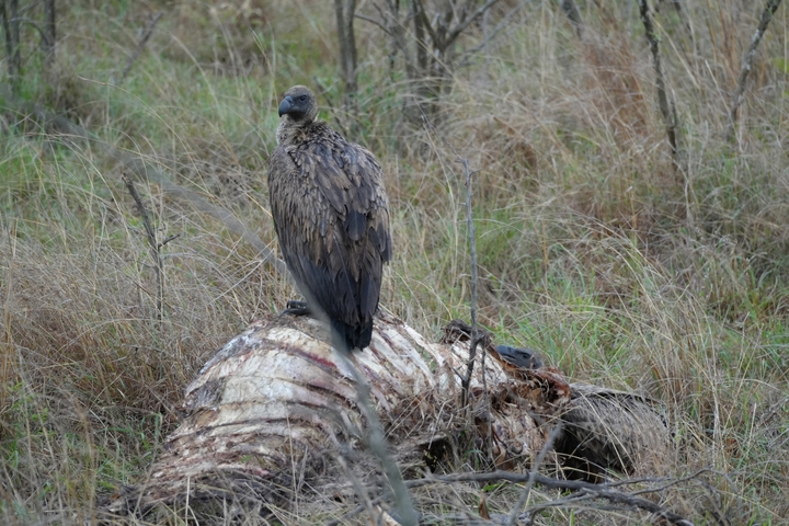       Vulture on a carcass in grassy terrain.
  