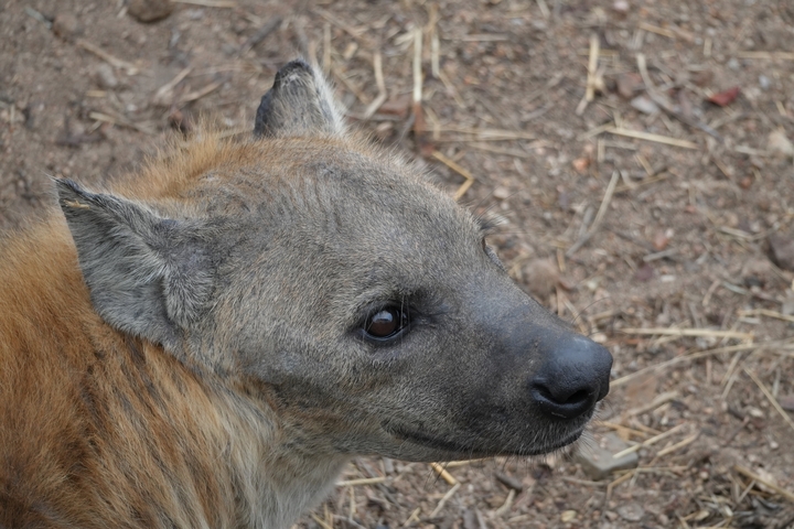       Close-up of a hyena looking back over rough terrain.
  