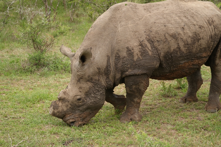       Rhino grazing on grass in a natural setting.
  