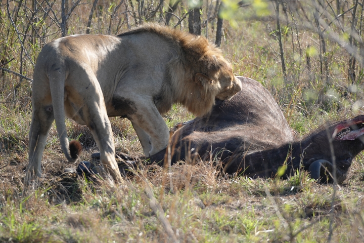       Lion feeding on a carcass in the wild.
  
