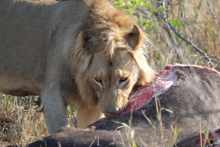       Lion intensely focused while with prey.
  