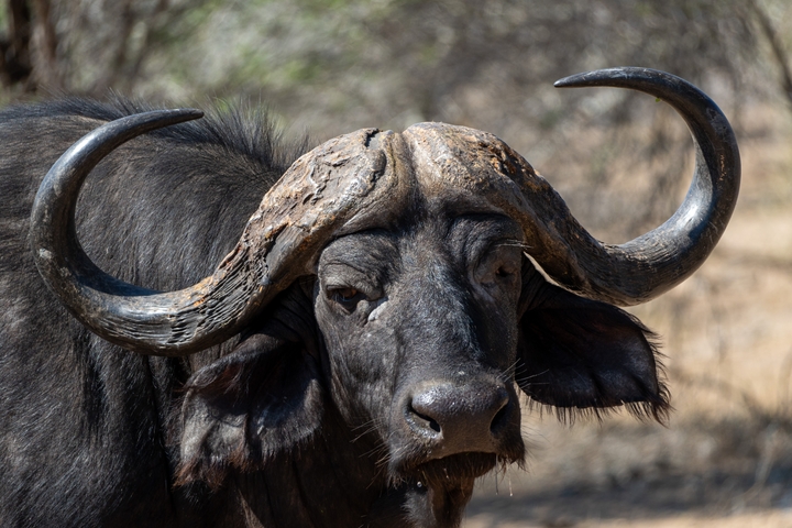       Close-up of a buffalo with large horns in a natural setting.
  