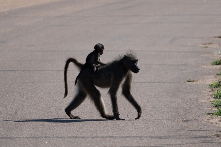       Mother baboon carrying a baby on her back crossing a road.
  