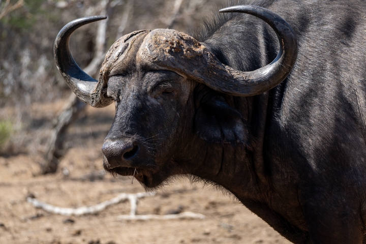       Buffalo with large curved horns standing in the wild.
  