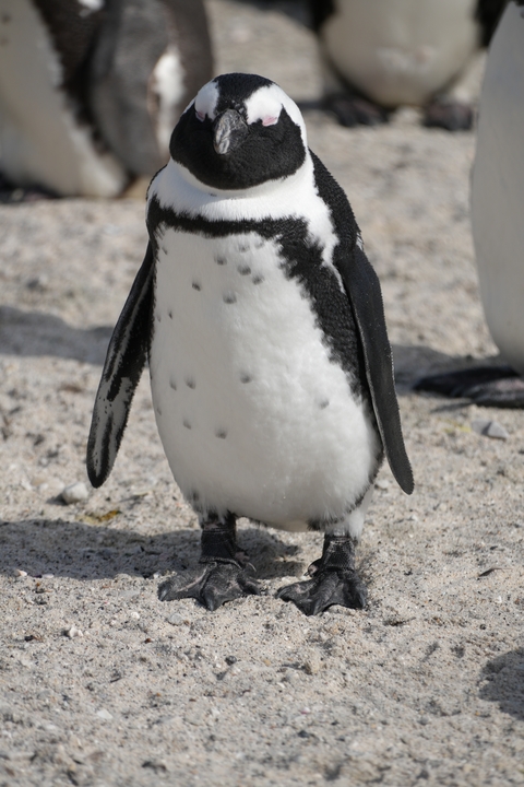       Penguin standing on sandy ground in a natural habitat.
  