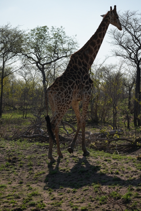       Giraffe standing in a woodland area with tall trees.
  