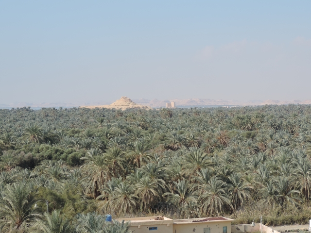 Vast palm tree oasis with desert mountains in the background.