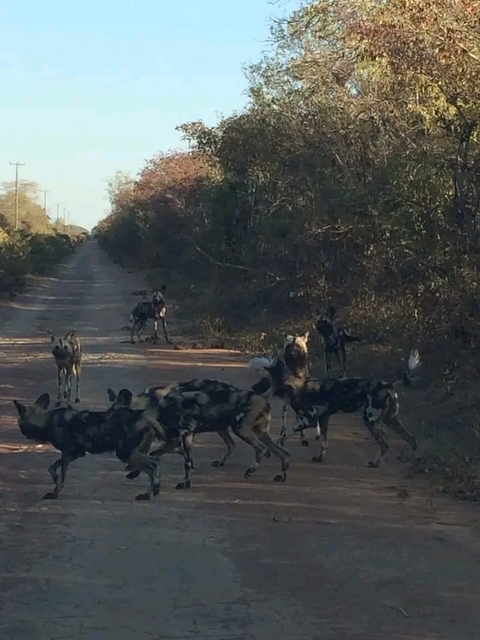Klantbeoordelingsfoto van 4 Dagen: Spannend Itezhi Tezhi nachtelijk sterrenkijken en safari-ervaring 