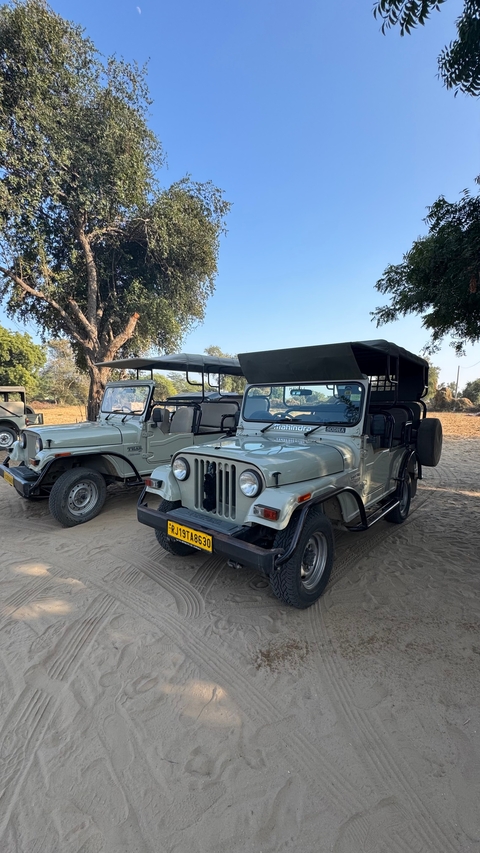       Parked safari jeeps on a sandy terrain with trees in the background.
  