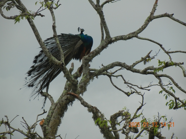 Peacock perched on a tree branch.
