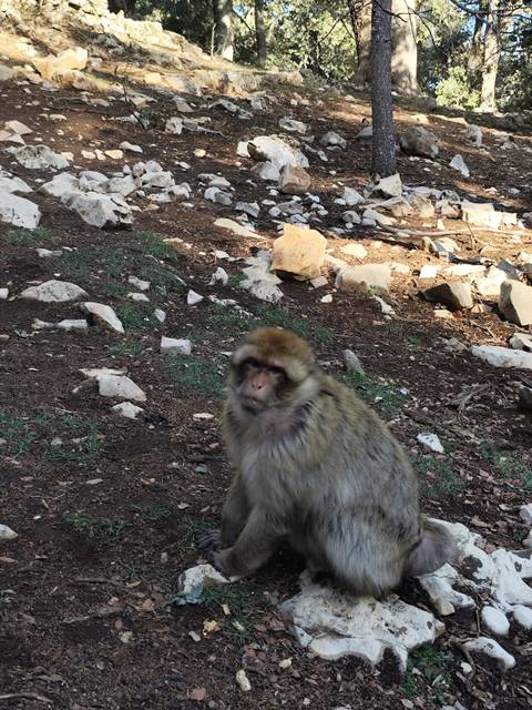       Monkey sitting among rocks and trees.
  