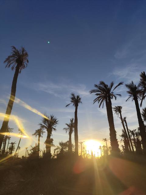       Palm trees under a blue sky with sunset light effects.
  