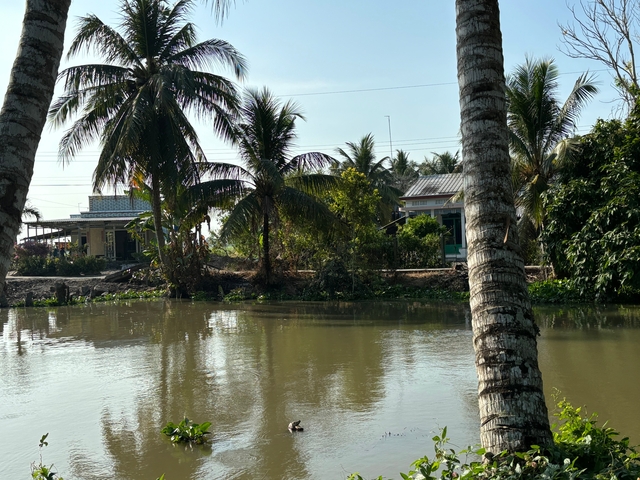 Tropical houses by a serene river with palm trees.