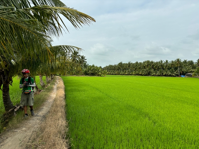 Cyclist and green rice fields with palm trees.