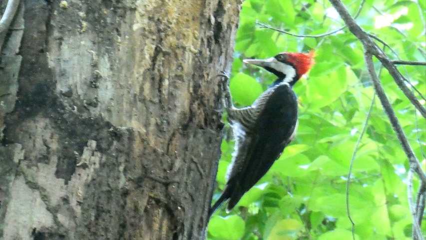       Woodpecker clinging to a tree trunk.
  