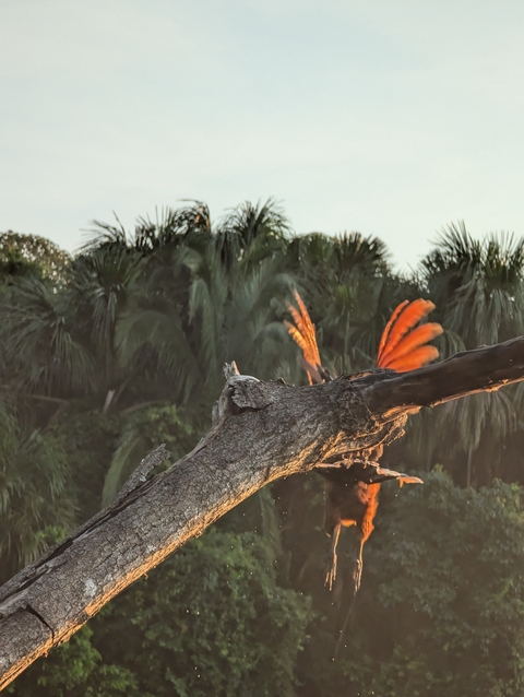       Nesting bird with vibrant plumage in trees.
  