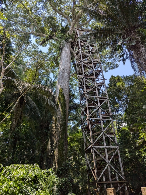       Tall wooden observation tower in rainforest.
  