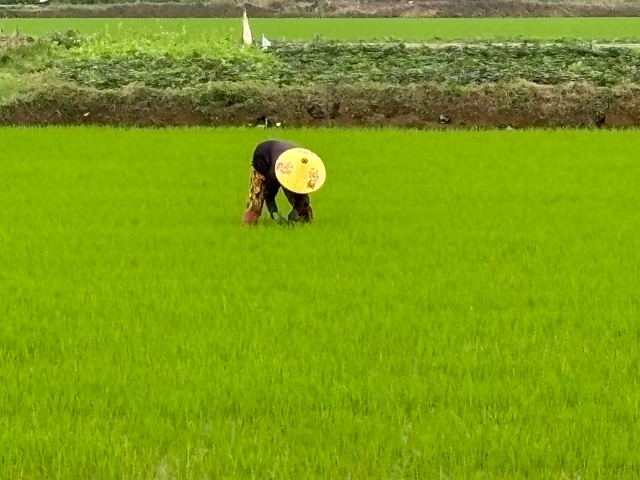       Person working in a lush green rice field.
  
