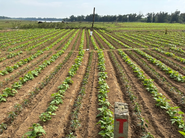       Rows of young plants growing in a farm field.
  