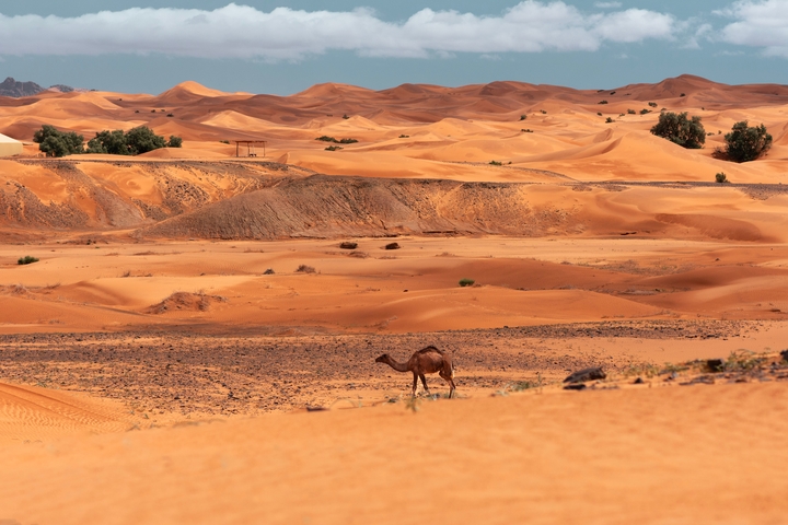 A lone camel in the vast desert landscape.