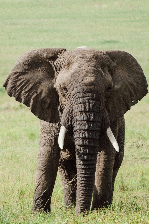 Close-up of an elephant's face in a grassy area.