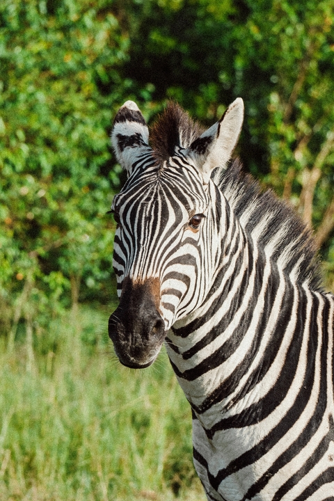 Close-up of a zebra with lush green background.