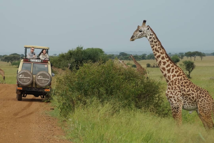       Giraffe drinking water near a safari vehicle with people.
  