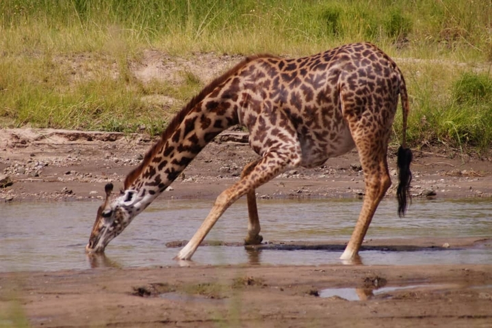       Close-up of a giraffe drinking water.
  