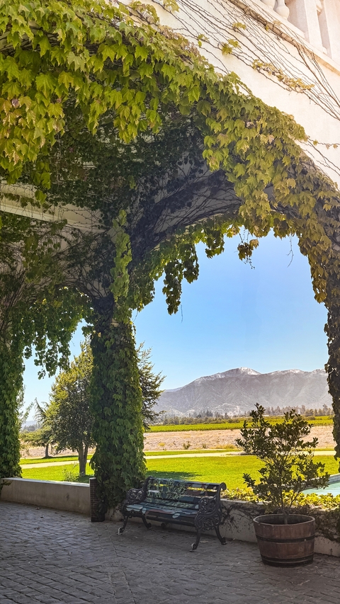 Scenic view with mountains framed by ivy.