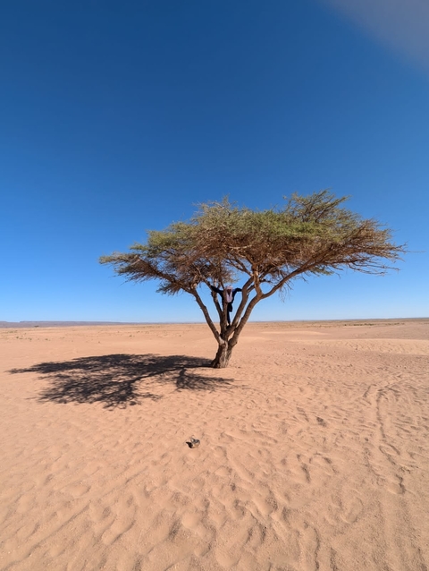       Person climbing a lone tree in a desert.
  