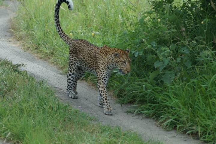       Leopard walking along a dirt path.
  