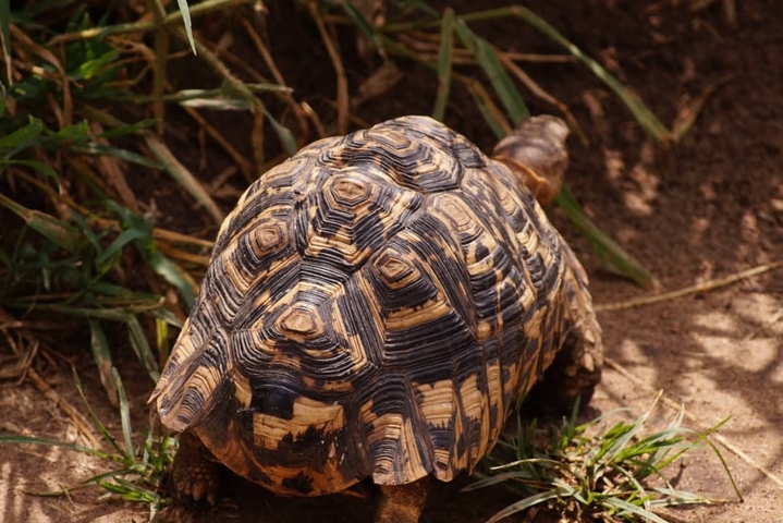       Tortoise on a sandy path.
  