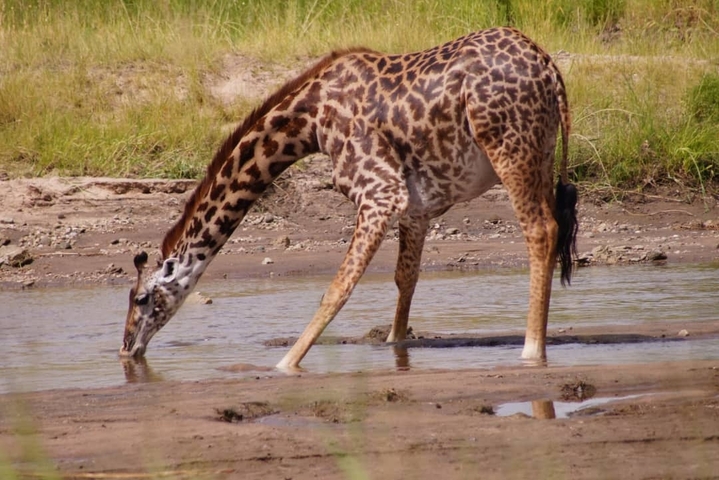       Giraffe drinking from a waterhole.
  