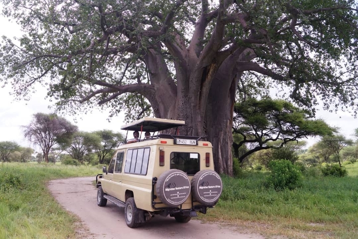       Safari vehicle under a baobab tree.
  